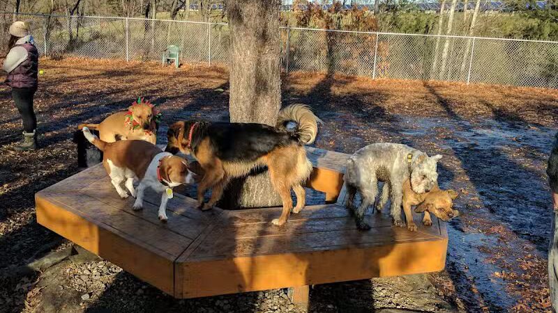 Maynard Dog Park - Maynard, MA