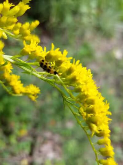 Zaleski State Forest Backpack Trailhead Parking: Selinde Roosenburg Memorial Backpack Trail - McArthur, OH