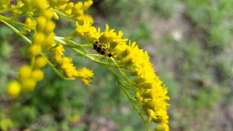 Zaleski State Forest Backpack Trailhead Parking: Selinde Roosenburg Memorial Backpack Trail - McArthur, OH