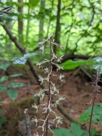 Zaleski State Forest Backpack Trailhead Parking: Selinde Roosenburg Memorial Backpack Trail - McArthur, OH