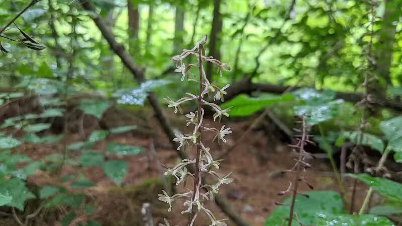 Zaleski State Forest Backpack Trailhead Parking: Selinde Roosenburg Memorial Backpack Trail - McArthur, OH
