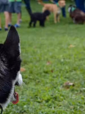 McConnelsville Village Park (The Grove) - McConnelsville, OH