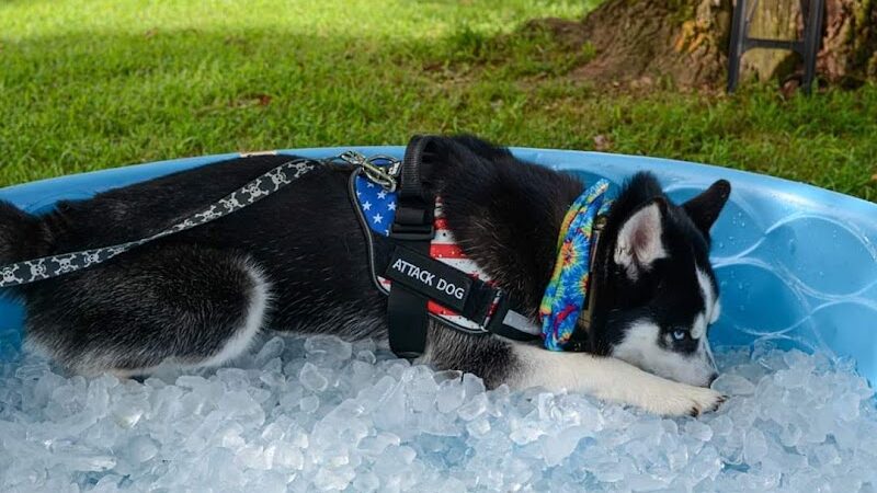 McConnelsville Village Park (The Grove) - McConnelsville, OH