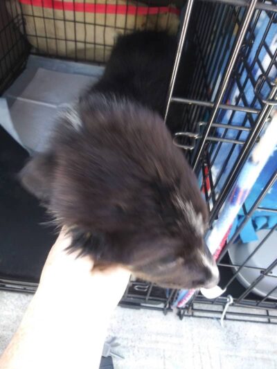 Morgan County Humane Society - McConnelsville, OH