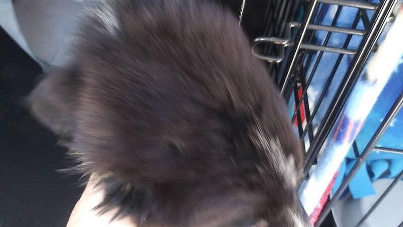 Morgan County Humane Society - McConnelsville, OH