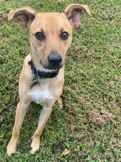 Morgan County Humane Society - McConnelsville, OH