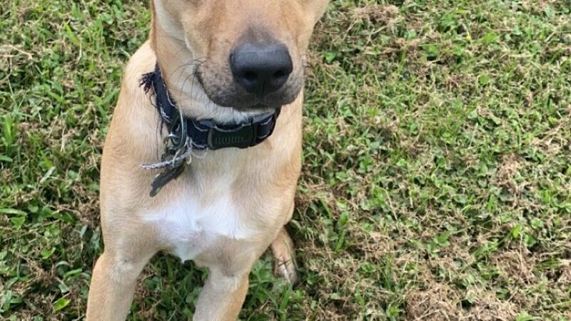 Morgan County Humane Society - McConnelsville, OH