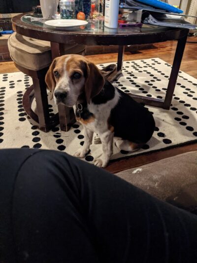 Morgan County Humane Society - McConnelsville, OH