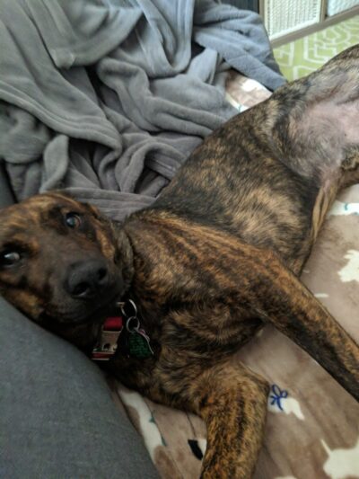 Morgan County Humane Society - McConnelsville, OH