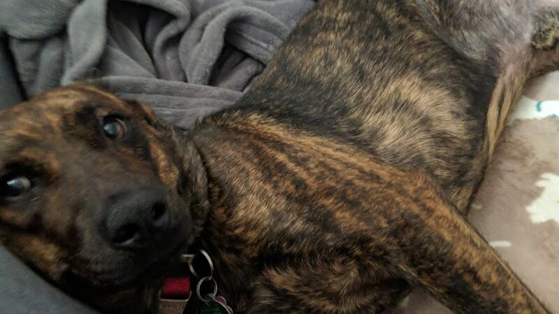 Morgan County Humane Society - McConnelsville, OH