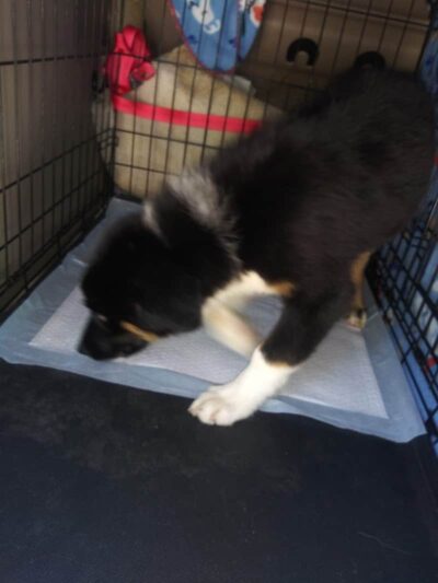 Morgan County Humane Society - McConnelsville, OH