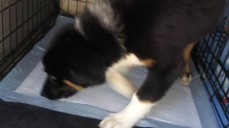 Morgan County Humane Society - McConnelsville, OH