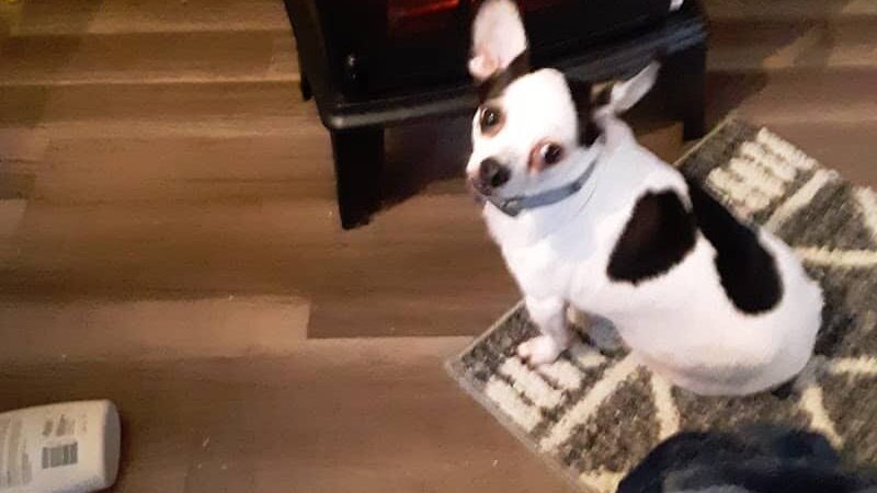 Morgan County Humane Society - McConnelsville, OH