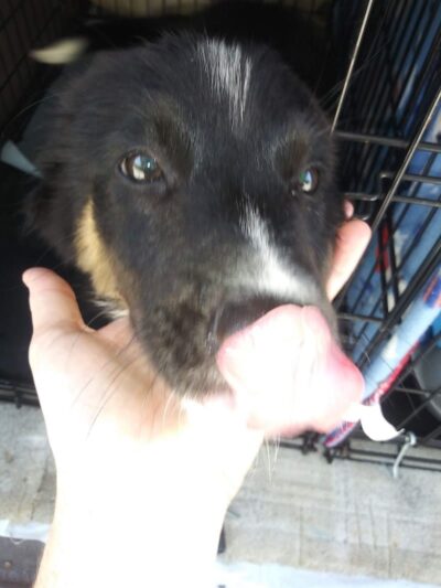 Morgan County Humane Society - McConnelsville, OH