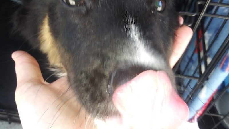 Morgan County Humane Society - McConnelsville, OH