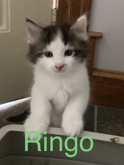 Morgan County Humane Society - McConnelsville, OH