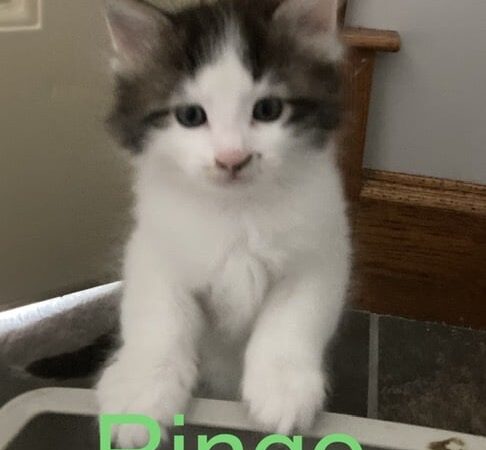 Morgan County Humane Society - McConnelsville, OH