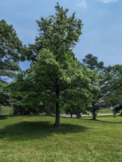 Goshen Memorial Park - Mechanicsburg, OH