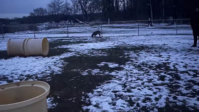 Medina Dog Park - Medina, NY