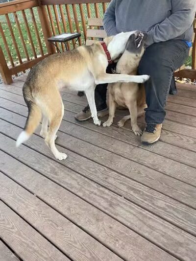 Medina Dog Park - Medina, NY