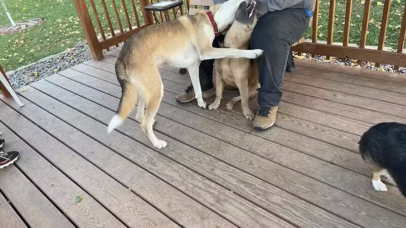 Medina Dog Park - Medina, NY