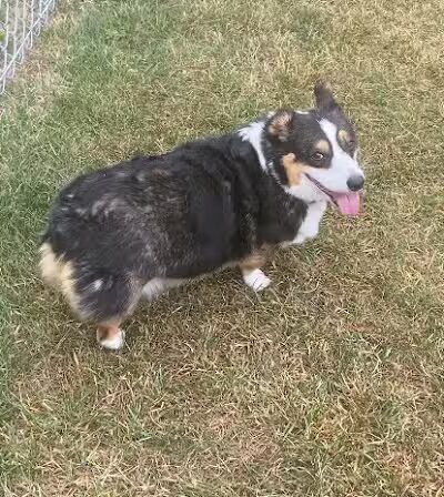 Medina Dog Park - Medina, NY