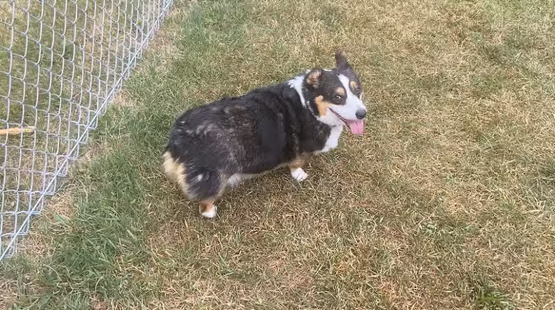 Medina Dog Park - Medina, NY