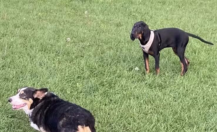 Medina Dog Park - Medina, NY