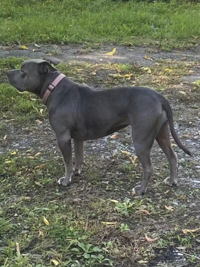 Medina Dog Park - Medina, NY