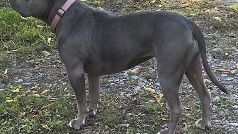 Medina Dog Park - Medina, NY