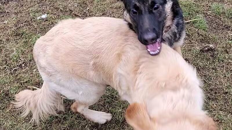 Medina Dog Park - Medina, NY