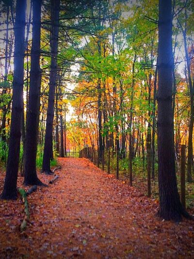 Carolyn Ludwig Mugrage Park - Medina, OH