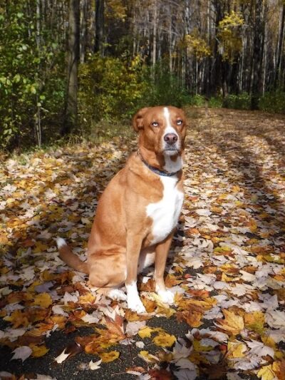 Carolyn Ludwig Mugrage Park - Medina, OH