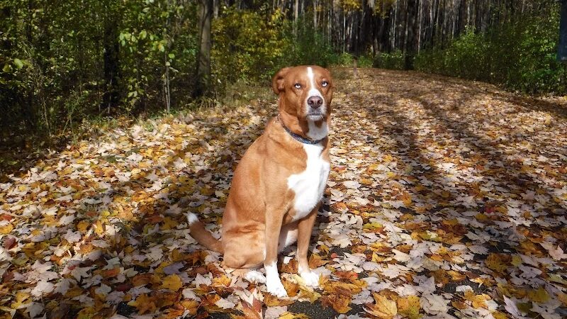 Carolyn Ludwig Mugrage Park - Medina, OH
