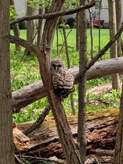 Jaycee Park - Medina, OH