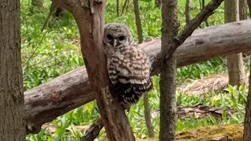 Jaycee Park - Medina, OH