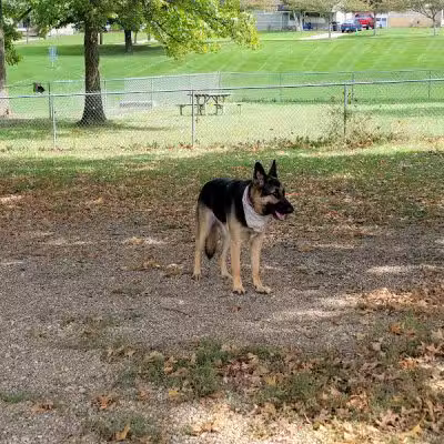 Memorial Park - Dog Park - Medina, OH