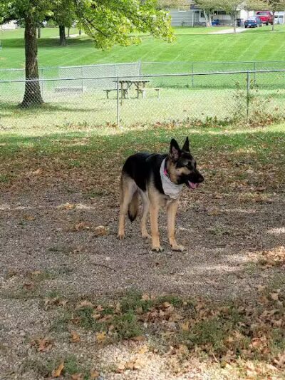 Memorial Park - Dog Park - Medina, OH