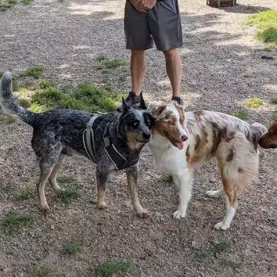 Memorial Park - Dog Park - Medina, OH