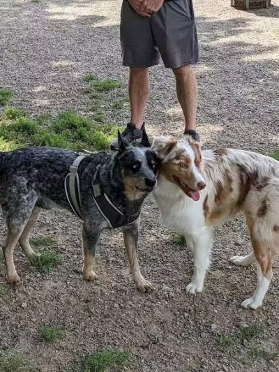 Memorial Park - Dog Park - Medina, OH