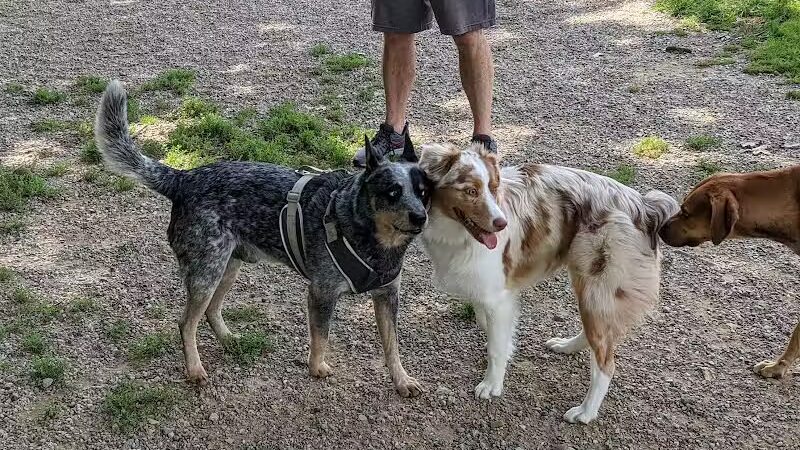 Memorial Park - Dog Park - Medina, OH