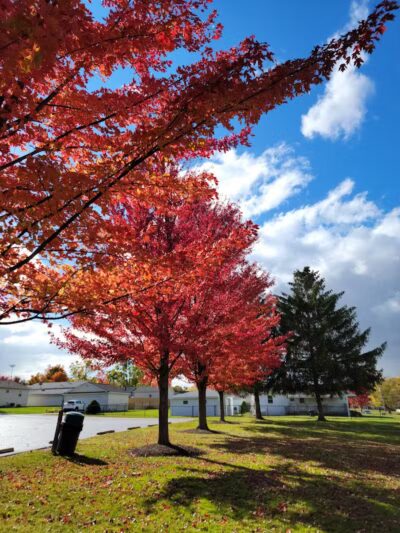 Memorial Park - Dog Park - Medina, OH