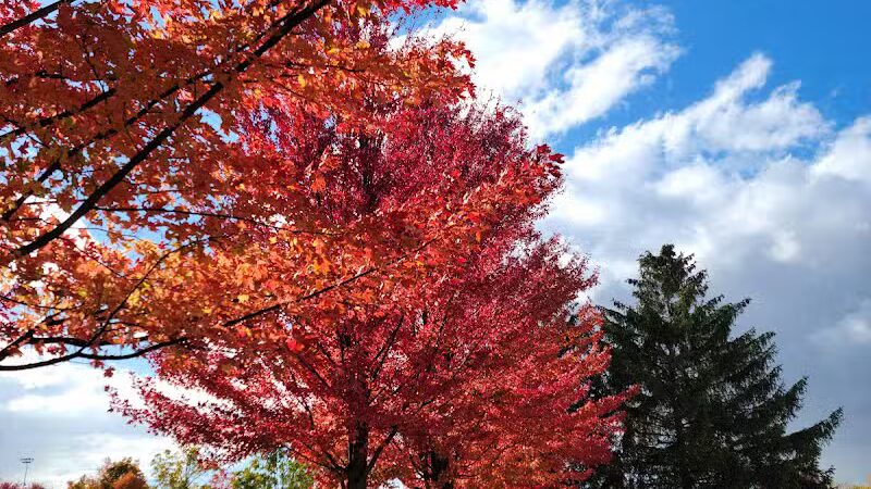 Memorial Park - Dog Park - Medina, OH