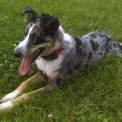 Memorial Park - Dog Park - Medina, OH