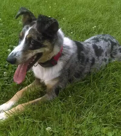 Memorial Park - Dog Park - Medina, OH