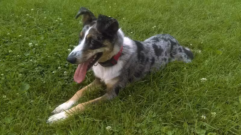 Memorial Park - Dog Park - Medina, OH