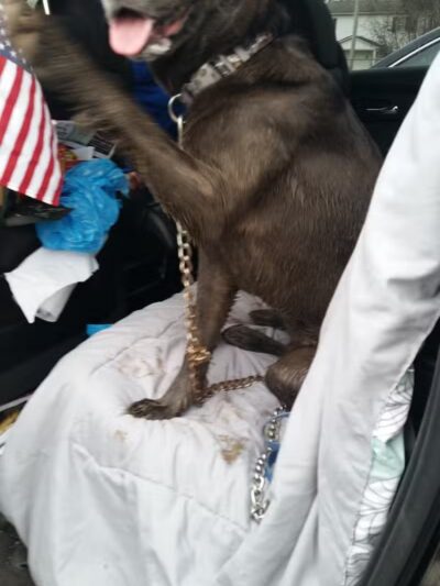 Memorial Park - Dog Park - Medina, OH