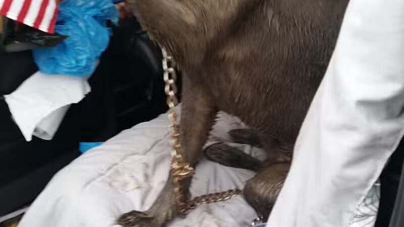 Memorial Park - Dog Park - Medina, OH