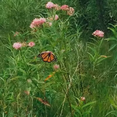 Leadingham Prairie Preserve - Medway, OH
