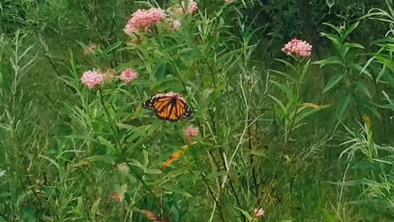 Leadingham Prairie Preserve - Medway, OH